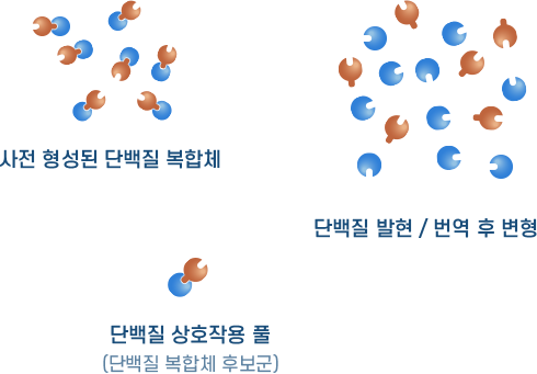 단백질 상호작용의 분석